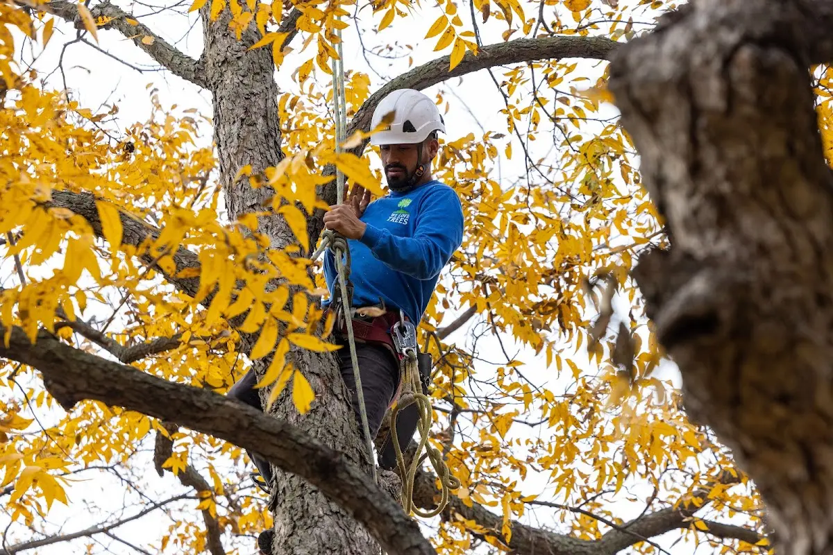 Skilled Tree Pruning crew working in Watson